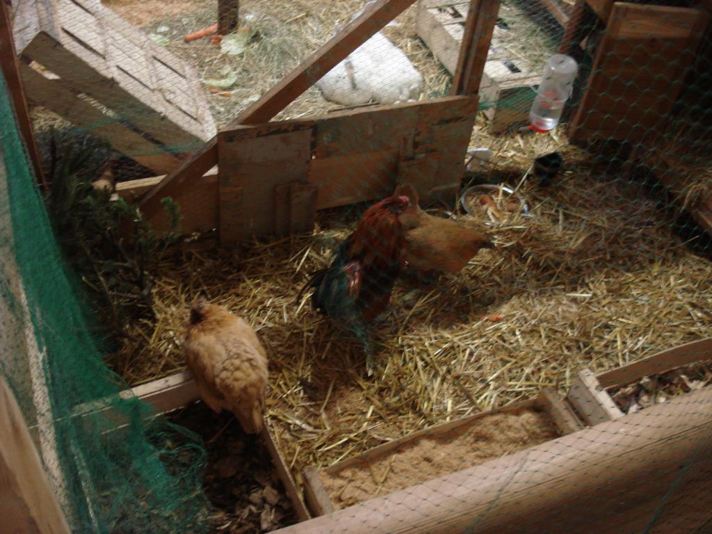 Foto: Regina Franziska Rau - Gut Aiderbichl in Stallach bei Iffeldorf - bei den Osterseen - hier: glückliche Hühner mit ihrem stolzen Hahn